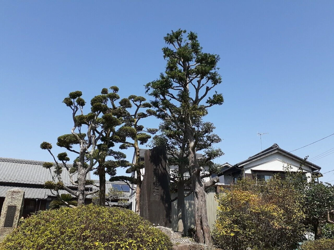画像6361：剪定